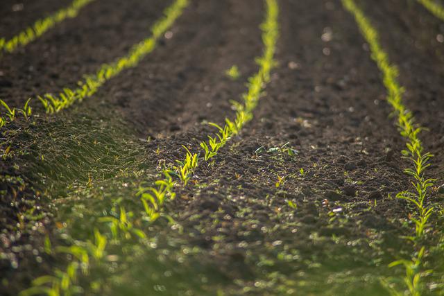 Colture che crescono nel campo