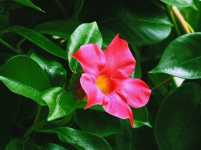 malattie della dipladenia