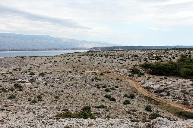 Piante mediterranee spontanee