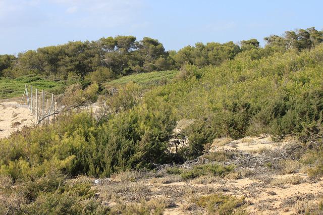 piante mediterranee a mallorca