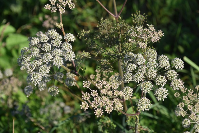 cicuta pianta velenosa