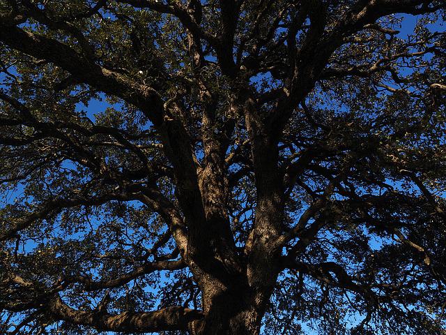 potare albero allora