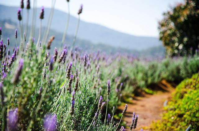lavanda e timo