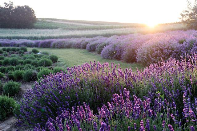 lavanda e gli accostamenit giusti
