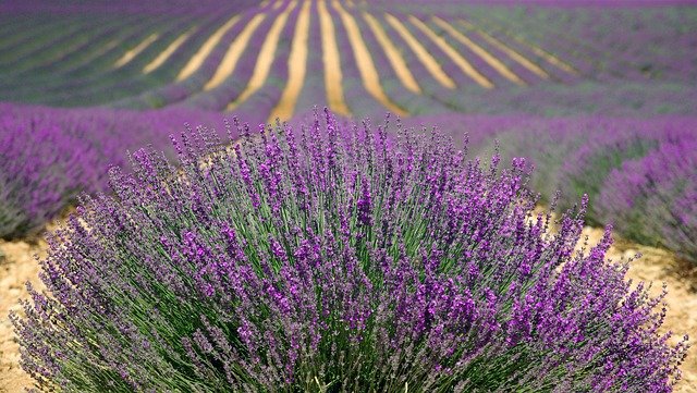 Lavanda accostamenti