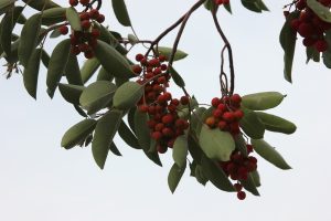 malattie del corbezzolo