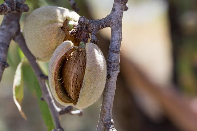 Frutto di mandorlo