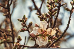 fiore di mandorlo