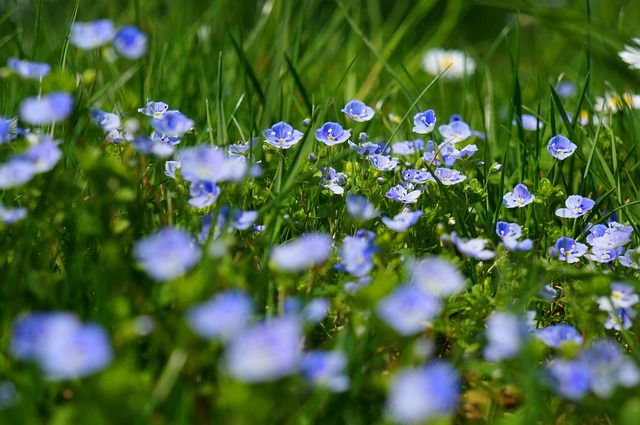 Piante da giardino: come sceglierle