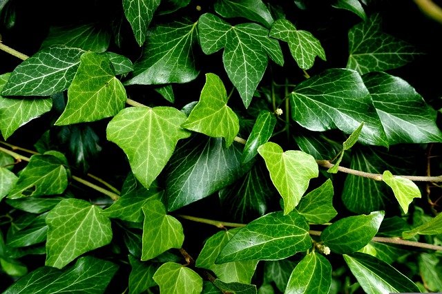 Piante da giardino