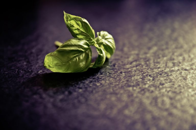 Fillossera del leccio, come curarla? Ecco la nostra guida Fillossera del leccio, come curarla? Ecco la nostra guida