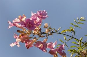 malattie rose rampicanti