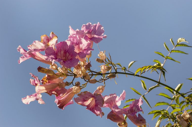 malattie rose rampicanti