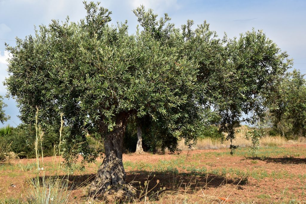 occhio di pavone dell'olivo