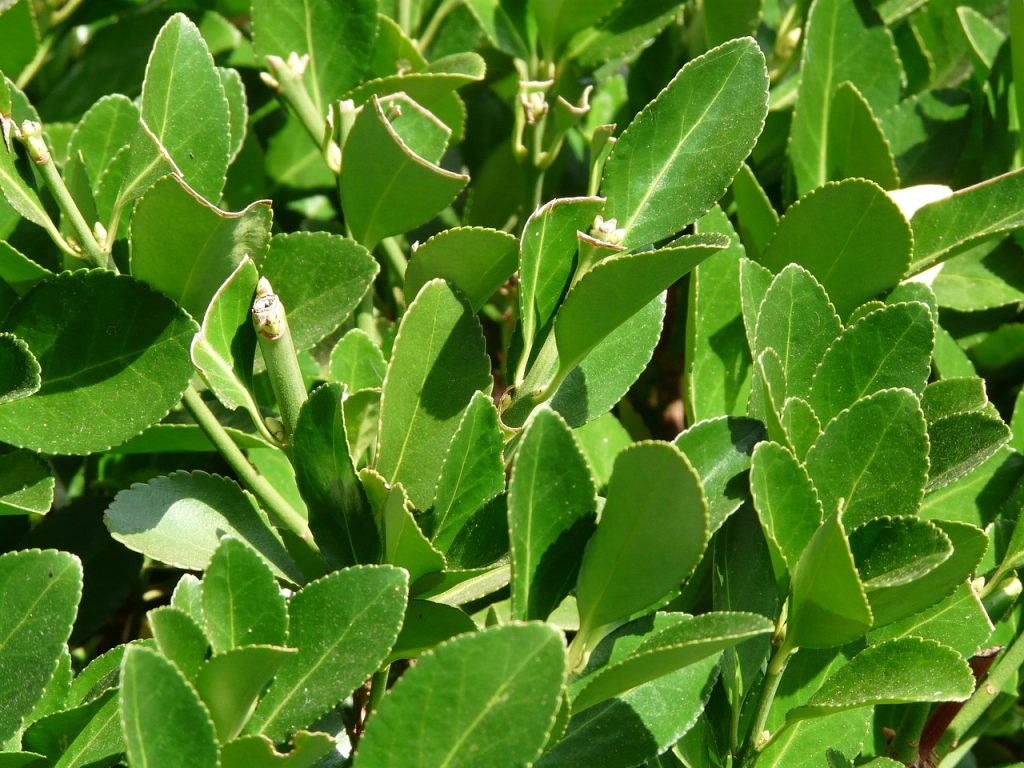Fillossera del leccio, come curarla? Ecco la nostra guida Fillossera del leccio, come curarla? Ecco la nostra guida