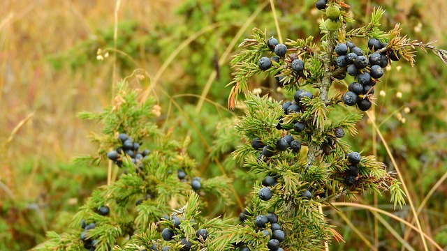 erbe aromatiche perenni