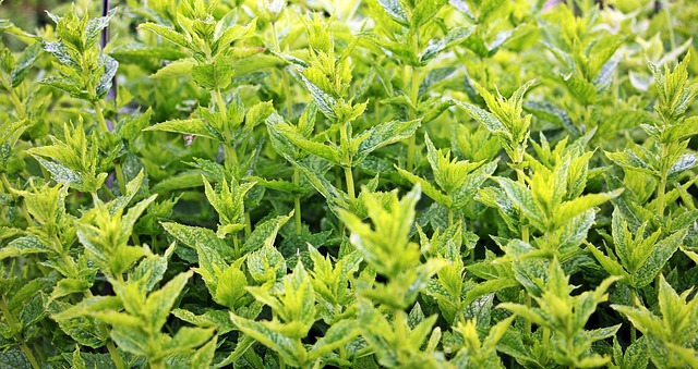 piante aromatiche da giardino perenni