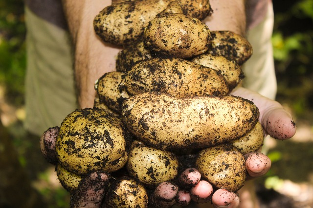agricoltura biologica