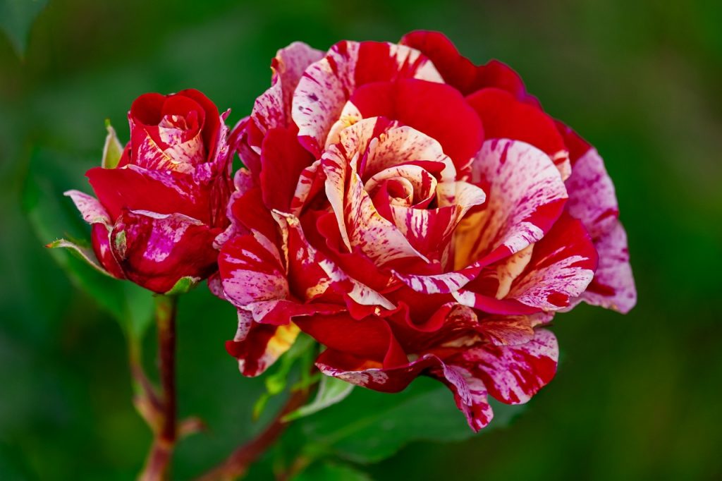 fungicida per rose
