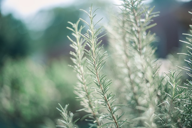 piante aromatiche perenni
