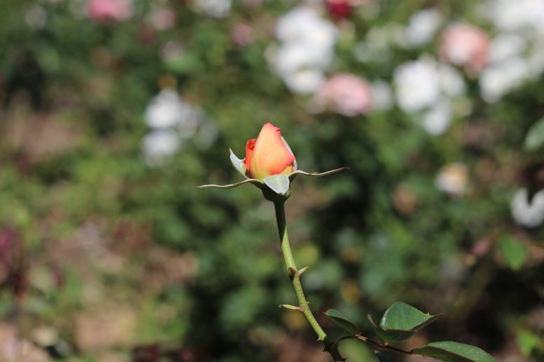 fungicida per rose