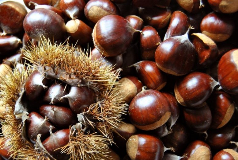 differenze tra castagne e marroni
