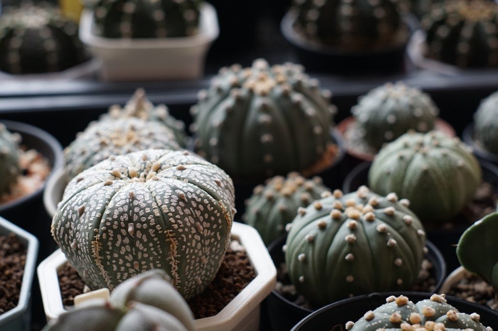 Astrophytum Asterias