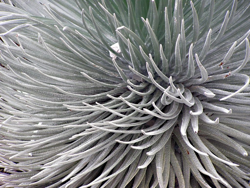 Haleakala Silversword