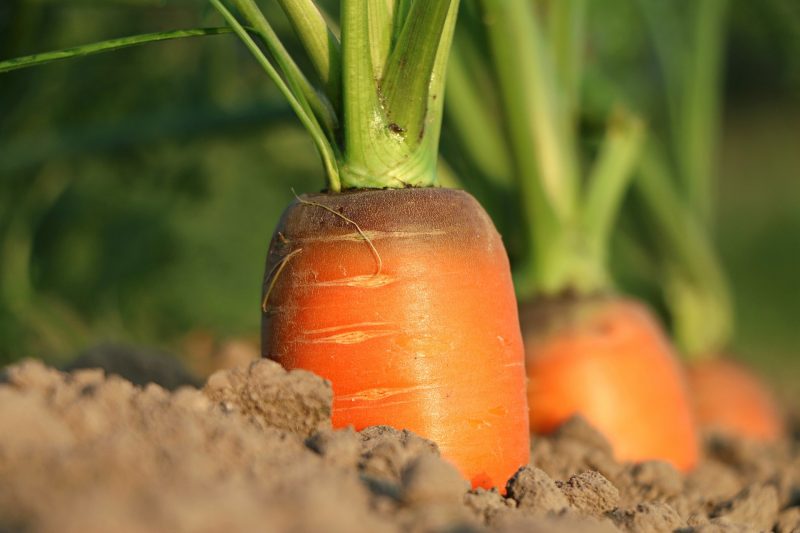 agricoltura biodinamica