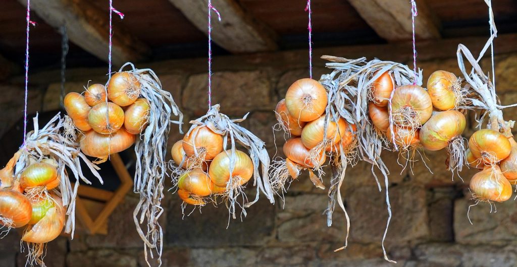 quando-raccogliere-le-cipolle