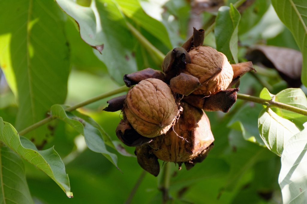 caduta noci