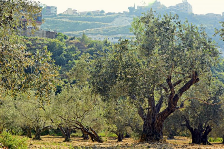 capitozzatura olivo