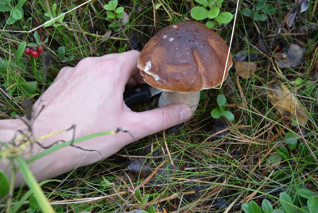 come raccogliere i porcini