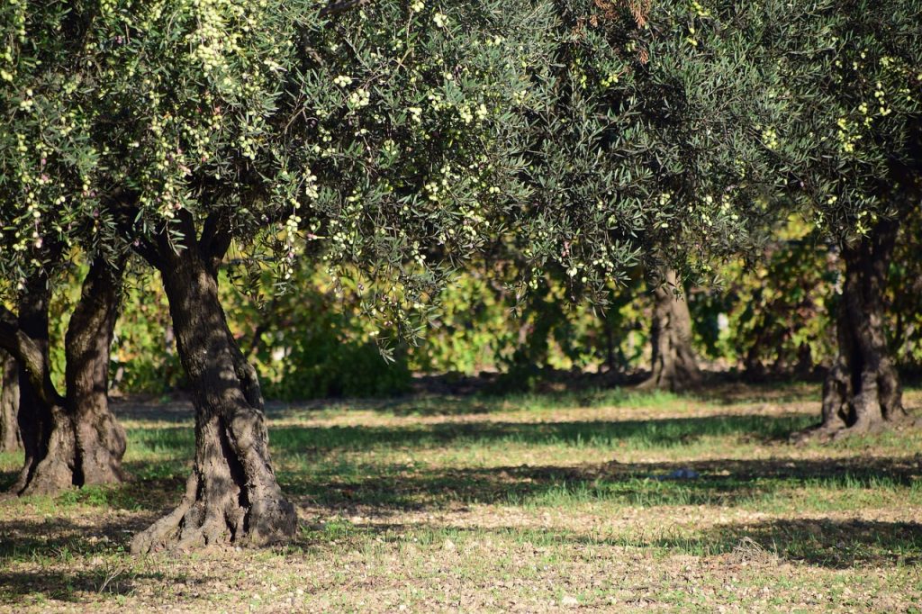 dimensioni oliveto