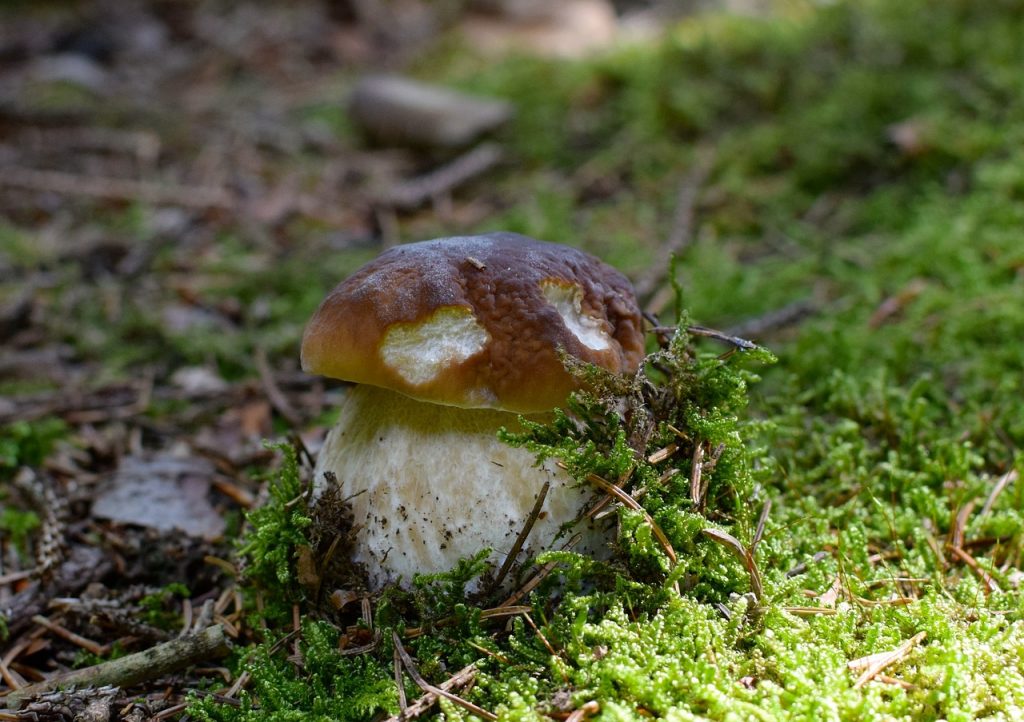 dove trovare i porcini