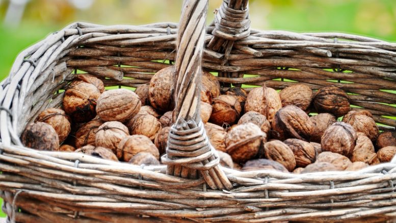 quando si raccolgono le noci