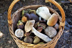 raccolta funghi porcini