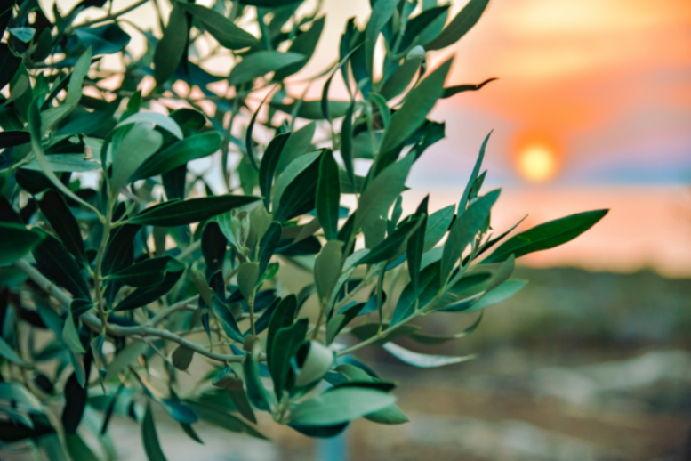 olivo ornamentale