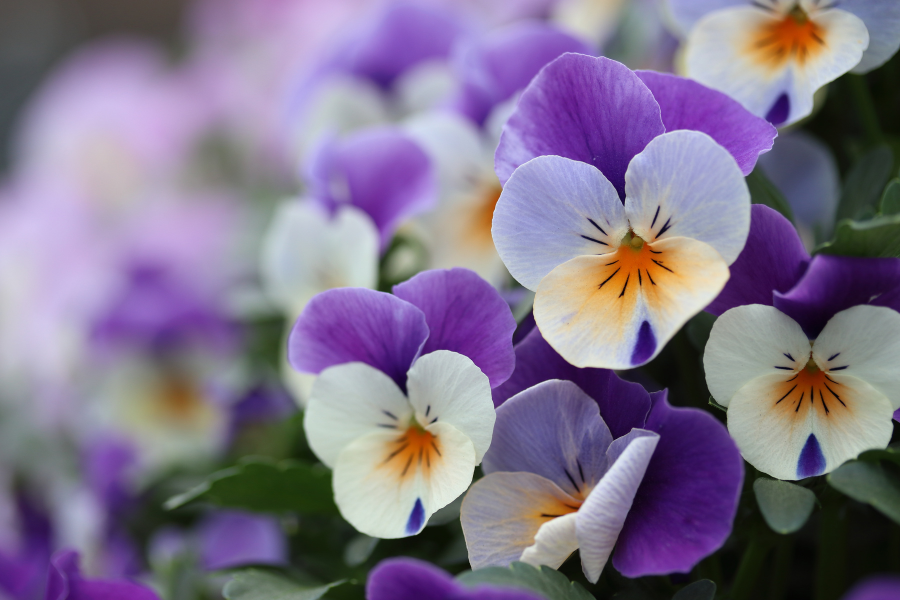 Viole del pensiero