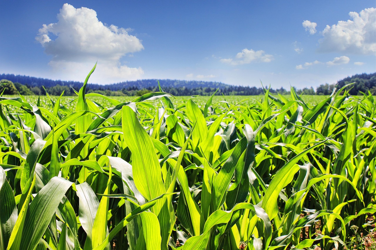 biofortificazione