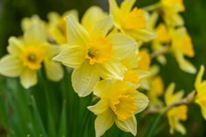 fiore narciso