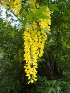 fiori di maggiociondolo